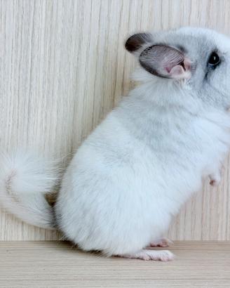 Cincillà cucciolo Angora White Black Pearl