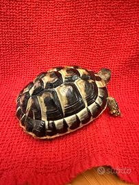 Tartaruga Hermanni