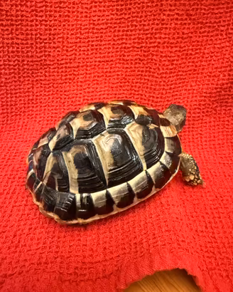 Tartaruga Hermanni