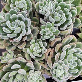 Piante grasse (echeveria setosa)
