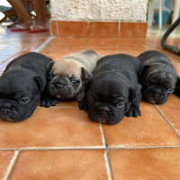 Cucciolata di Bulldog Francese