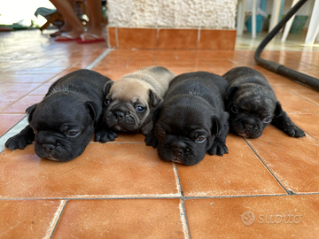 Cucciolata di Bulldog Francese