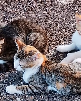 micini di 4 mesi 