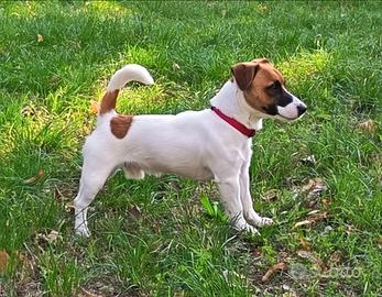 Jack Russell pedigree Roi disponibile per monte