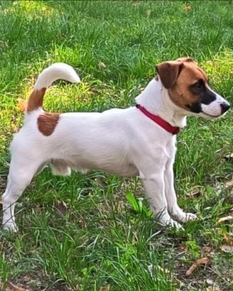 Jack Russell pedigree Roi disponibile per monte