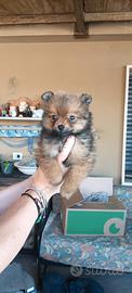 Cuccioli di Spitz tedesco nano purissima razza