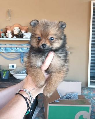 Cuccioli di Spitz tedesco nano purissima razza