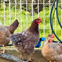 Gallina Marans Blu Ramato di 5 mesi in deposizione