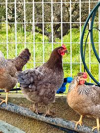 Gallina Marans Blu Ramato di 5 mesi in deposizione