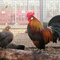 C.e.r.c.o Olandese nana