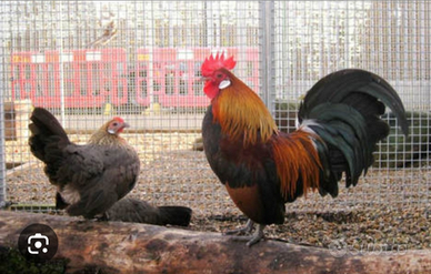 C.e.r.c.o Olandese nana