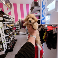 Cuccioli di taglia molto piccola ANCHE 24 RATE