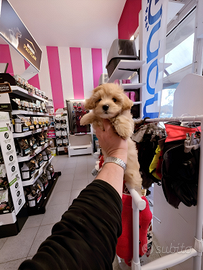 Cuccioli di taglia molto piccola ANCHE 24 RATE