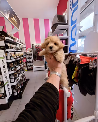 Cuccioli di taglia molto piccola ANCHE 24 RATE