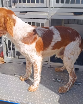 Maschio 7 mesi Breton