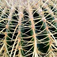 Echinocactus grusonii (cuscino della suocera).