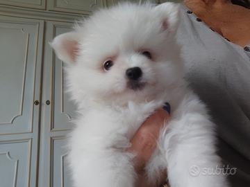 Spitz tedesco