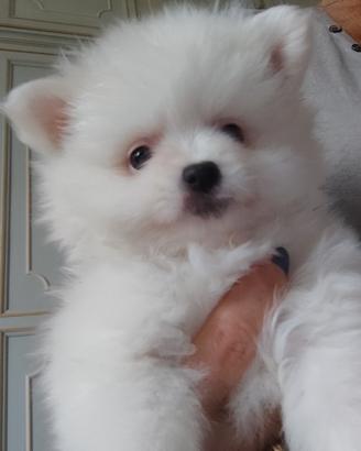 Spitz tedesco