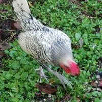 Galline nana Sebright