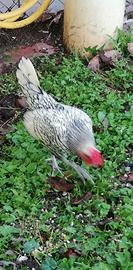 Galline nana Sebright