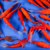 Pesci rossi xxl goldfish
