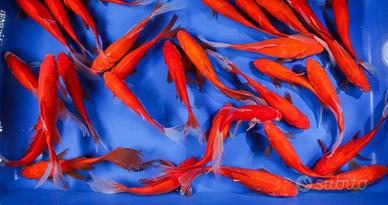 Pesci rossi xxl goldfish