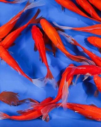 Pesci rossi xxl goldfish