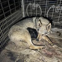 Cane lupo cecoslovacco