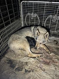 Cane lupo cecoslovacco