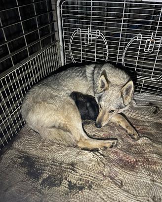 Cane lupo cecoslovacco