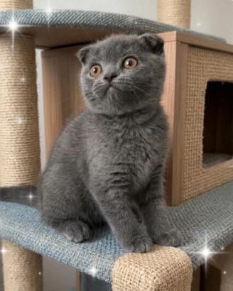 Gattina scottish fold blu