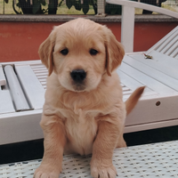 ULTIMA Cucciola di golden retriver