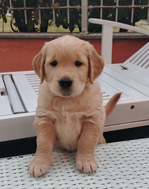 ULTIMA Cucciola di golden retriver