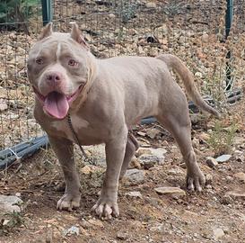 Femmina American Bully Pocket...PEDIGREE ABKC