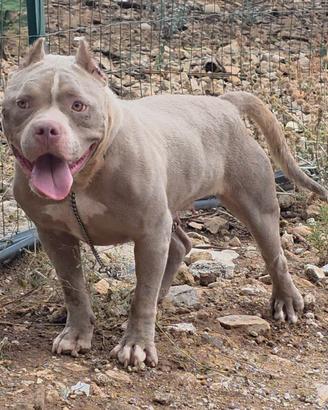 Femmina American Bully Pocket...PEDIGREE ABKC