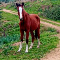 Cavalli sella italiano