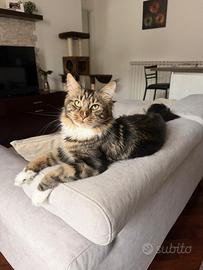 Accoppiamento Maine coon