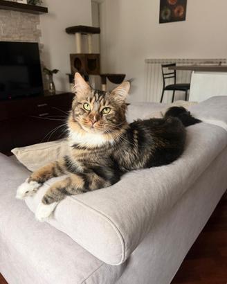 Accoppiamento Maine coon