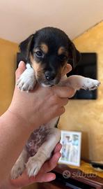 Cuccioli Jack Russell