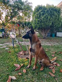 cuccioli di pastore malinois 