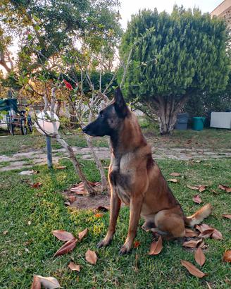 cuccioli di pastore malinois 