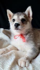 Siberian husky cucciolata con pedigree