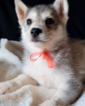 Siberian husky cucciolata con pedigree