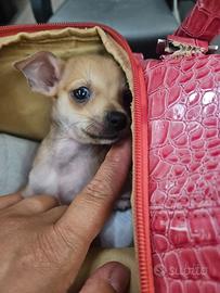 Chihuahua toy maschietto