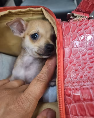 Chihuahua toy maschietto