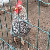 Gallo amrock