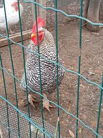 Gallo amrock