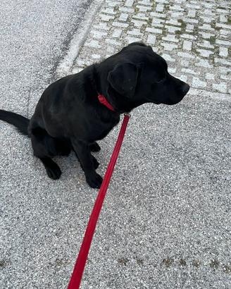 Labrador retriever
