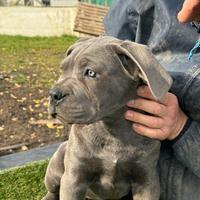 Cucciolo cane corso