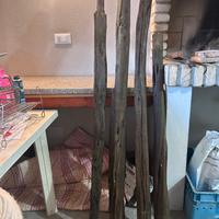 Legno di ginepro